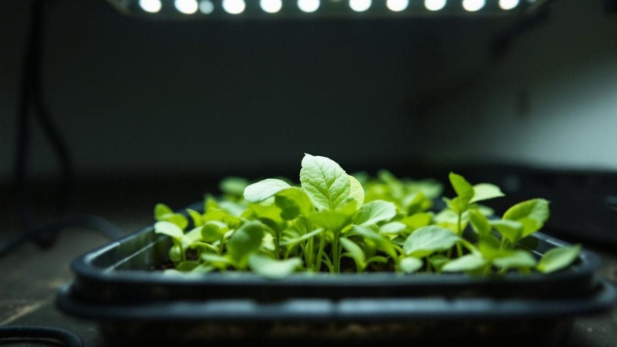 découvrez comment éviter que vos semis jaunissent à cause d’une lumière artificielle inadaptée. nos conseils pratiques pour choisir la bonne lumière et assurer la croissance saine de vos plantes d’intérieur.